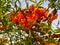 Selective focus Beautiful blossoming flowers of Tecomella Undulata  Rohida tree