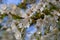 Selective focus of beautiful branches of cherry blossoms on the tree under blue sky, Beautiful Sakura flowers during spring season