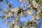 Selective focus of beautiful branches of cherry blossoms on the tree under blue sky, Beautiful Sakura flowers during spring season