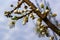 Selective focus of beautiful branches of plum blossoms on the tree under blue sky, Beautiful Sakura flowers during spring season