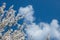 Selective focus of beautiful branches of plum blossoms on the tree under blue sky, Beautiful Sakura flowers during spring season