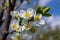 Selective focus of beautiful branches of plum blossoms on the tree under blue sky, Beautiful Sakura flowers during spring season