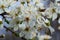 Selective focus of beautiful branches of plum blossoms on the tree under blue sky, Beautiful Sakura flowers during spring season