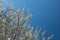 Selective focus of beautiful branches of plum blossoms on the tree under blue sky, Beautiful Sakura flowers during spring season