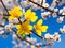 Selective focus of beautiful branches of yellow Cherry blossoms , Ai generated