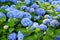 Selective focus on beautiful bush of blooming blue and purple Hydrangea or Hortensia flowers.