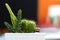 Selective focus beautiful cactus with sharp thorn in the pot with nature blurry background