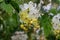 Selective focus beautiful Cassia Fistula flower blooming in a garden.Also called Cassia x nealiae,Golden Shower,Purging Cassia or