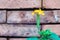 Selective focus beautiful Firecracker flower with in brick wall background.Crossandra infundibuliformisOrange flowers blooming i