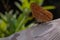 Selective focus beautiful Himalayan Small Leopard butterfly in nature background.