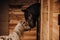 selective focus of beautiful horse and pony in standing stall