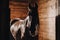 selective focus of beautiful horse in standing stall