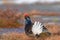 Selective focus of the beautiful male Black grouse bird on the grassy field in the wild