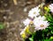 Selective focus of Beautiful osteospermum ` Daisybush Serenity Spring day` flower at a botanical garden.