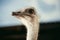selective focus of beautiful ostrich with blurred background