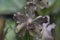 Selective focus of the beautiful Phalaenopsis equestris flower