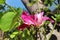Selective focus beautiful pink flowers of Phanera purpurea on green garden in sunny light at natural park