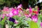 Selective Focus Beautiful Pink Purple and Magenta colors Bloom Flowers with Green Leaf Background in Sunny day at Garden