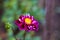 Selective focus of a beautiful purple georgina flower blooming in a garden