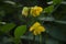 Selective focus on beautiful SENNA OCCIDENTALIS plant with yellow flowers and green leaves.