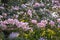 Selective focus beautiful Tabebuia Rosea flower blooming in a garden.Also called Pink Poui,Pink Tecoma and Rosy Trumpet tree.