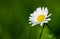 Selective focus of a beautifully blossomed daisy flower on a green blurry background