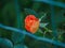 Selective focus of a beautifully blossomed orange rose in a garden