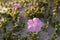 Selective focus of a beautifully blossomed pink flower in the wild