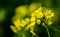Selective focus of the beautifully blossomed yellow perennial wall-rocket flowers