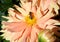 Selective focus of bee pollinating orange dahlia flower under sunlight