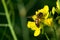 Selective focus of a bee pollinating on a yellow blossomed perennial wall-rocket flower