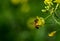 Selective focus of a bee pollinating on a yellow blossomed perennial wall-rocket flower