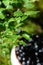 Selective focus - berry and leaves of wild bilberry and defocused ceramic bowl with ripe bilberries (Vaccinium