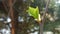 Selective focus. Birch branch close up in early spring. Small leaves and buds. Blurred background.