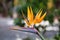 Selective focus of a bird of paradise flower.