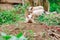 Selective focus of black-spotted piglets wandering around grass