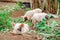 Selective focus of black-spotted piglets wandering around grass