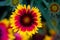 Selective focus of a blanket flower gaillardia grandiflora with blurred background