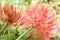 In selective focus Blood flower or power puff lily blossom in a garden with green nature background and sunlight