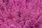 Selective focus on blooming showy pink Calluna vulgaris (heather, ling)