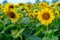 Selective focus on blossom sunflowers in the plantation field with blue sky background in a sunny day