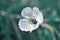 Selective focus of the blossomed white poppy flower