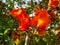 Selective focus Blossoming flowers of Tecomella Undulata on tree branches