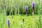 Selective focus of blossoming purple lupines