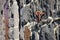 Selective focus of a bluestone wall and a old rusty iron ring