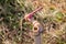 Selective focus with blurred background of grunge and rusty faucet installed in the field of remote rural area for people living