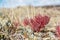 Selective focus, blurred background. Red grass in the steppe, sandstone stones. Background