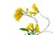 In selective focus a bouquet of swet yellow trumpetbush flower blossom with green leaves