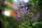 Selective focus on a branch of lilac with blooming flowers and colorful background Syringa
