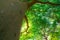 Selective focus on branch of tree. Bottom view of tree trunk to green leaves of tree in tropical forest with sunlight. Green plant